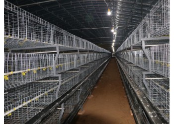 雞籠框架肉雞籠養設備養雞籠養雞設備蛋雞籠養設備