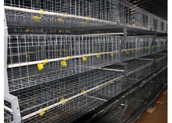 肉雞籠雞籠鴨籠自動化養雞設備山東金石農牧機械