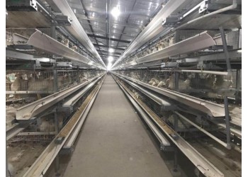 肉雞養殖設備籠養設備雞舍籠具山東金石農牧機械