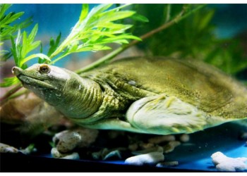甲魚苗批發(fā)多少錢一斤，2023甲魚苗批發(fā)價(jià)格【含價(jià)格表】