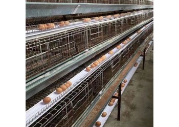 養雞場撿蛋機養雞場專用設備