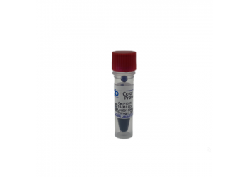 預染蛋白Marker 10-310KD